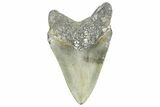 Serrated, Fossil Megalodon Tooth - North Carolina #363716-1
